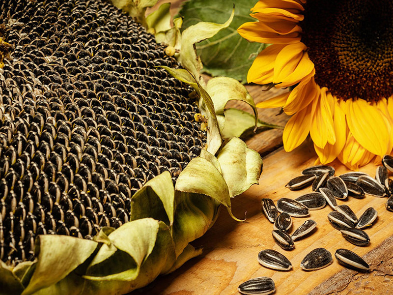 Sunflower seeds - CAVAS International